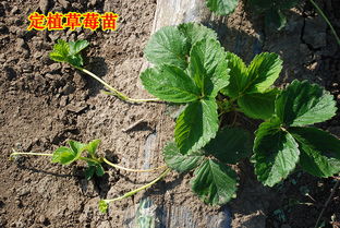 薄荷种植过程中，从选种到收获
