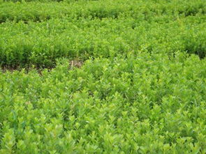 黄杨南方种植小探讨