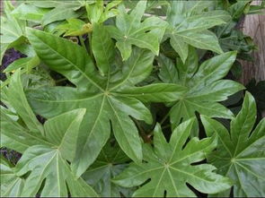 驱蚊草叶片发黄是什么原因导致的，有哪些有效的处理方法