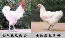 金阳丝毛鸡价格是多少一斤？了解金阳丝毛鸡市场行情
