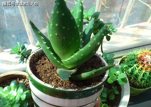 换盆与换土的时机