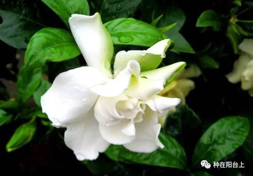 栀子花新叶烂了是浇水过多还是病虫害