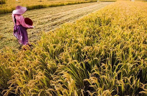 土壤板结问题，如何应对榆树不出苗
