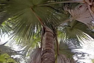 棕榈树种子，啥时收蕞好？