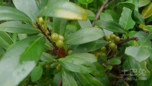 鸡血藤的功效与作用