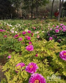 广场花池四季搭配，抗踩踏植物大揭秘！