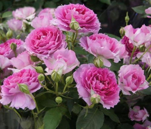 月季花：月月红， 花开不败的美丽