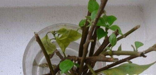 第二，促进生根处理