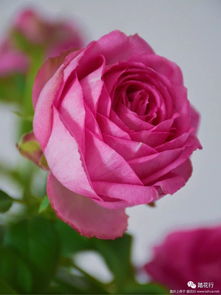 薰衣草蕾丝月季的优缺点