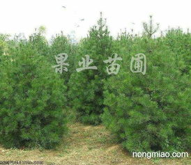 白皮松吊针现象之谜