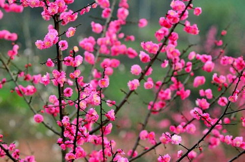 红梅的生长适宜温度