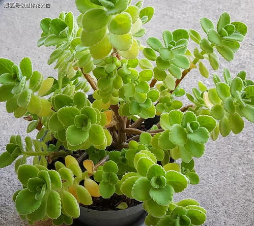 网纹草浇水后如何避免积水导致烂根