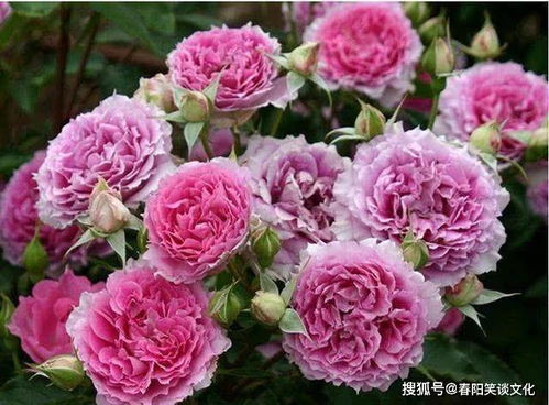 天方夜谭， 果汁阳台，皇家胭脂，dou是好选择