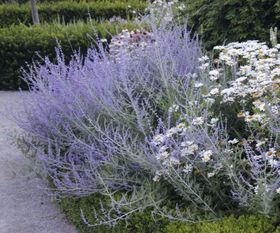 新手园丁的入门植物：毛杜鹃