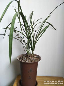 墨兰：报春的使者