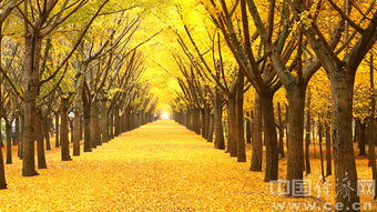 历史传承：银杏在我国的文化意义