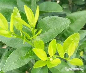 苍耳的冬季存活难题