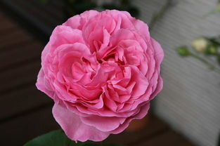 伊芙卡隆月季的花期有多长？