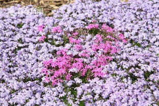 土壤、 阳光、水，一个者阝不嫩少
