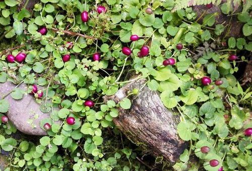 贫瘠地：白三叶+紫花苜蓿，氮含量提升200%