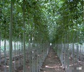 沧州市， 绿化苗木的乐园