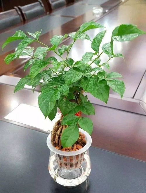 多菌灵浇花，行不行？