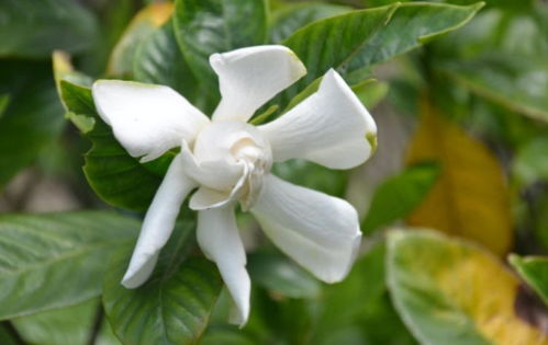 栀子花生虫怎么办？家用小妙招来帮忙！