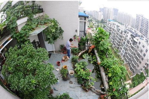 楼顶花过冬？如何安全拆解