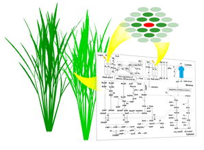 透光度：那神秘的绿色之门