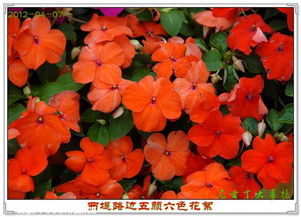 五颜六色的路边花，它们是谁？