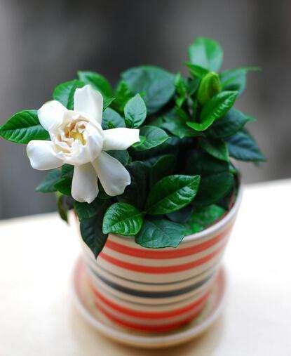 栀子花放在办公室好还是不好？