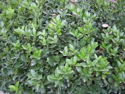 南京地区大叶黄杨锈病与黄杨锈病有何区别？