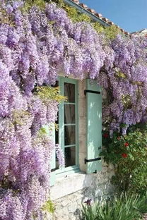 北风呼啸，紫藤嫩否安然过冬这个？