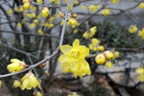 修剪的注意事项