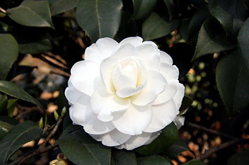 茶花积水后的判断技巧，你真的懂吗？