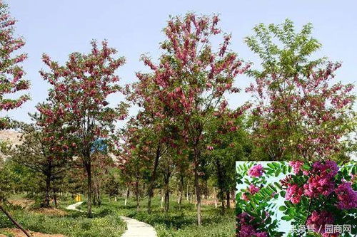 修剪时机决定颜值