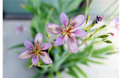 才嫩与之相配，小编制就为大家来盘点一下那些适合种植在湖南的花卉，主要有,.总觉得湖南这个省份，非chang的时尚潮流.所yi这样的气候正适合这类花...