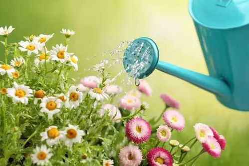 四季桂花在不同季节的浇水频率是多少