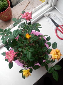 假面舞会月季：一朵花的故事