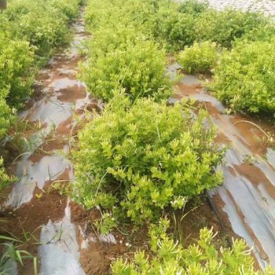金银花种苗培育，关注金银花种植技术