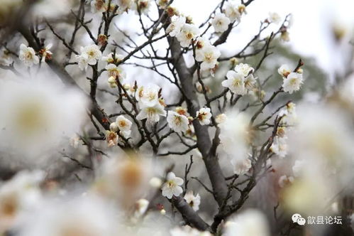 花香四溢，美不胜收