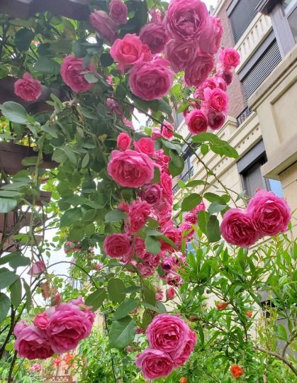 施肥：给美人儿吃好喝好