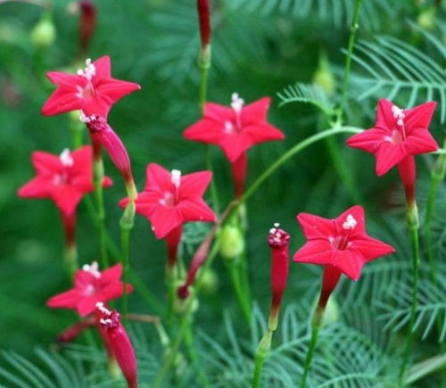 实测数据：磷钾肥:氮肥=2:1时开花量增加60%。独家催花配方：