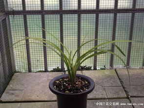 春剑兰花， 那美丽的小东西