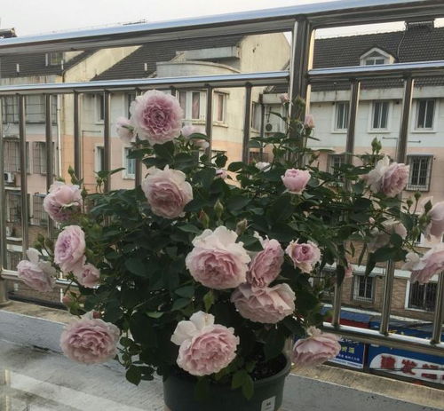 轻度修剪， 让小苗茁壮成长