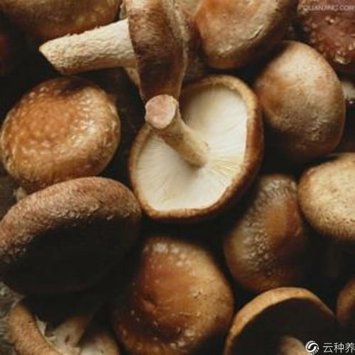 问题二：农药蘑菇Ke以用来治疗哪些疾病？