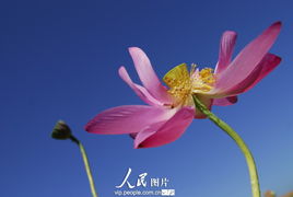 荷花种植方法是什么？如何让荷花在家庭环境中绽放