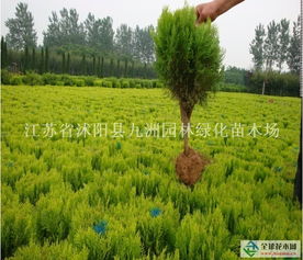 洒金柏球：耐热常绿， 园林美化新宠，道路绿化好帮手