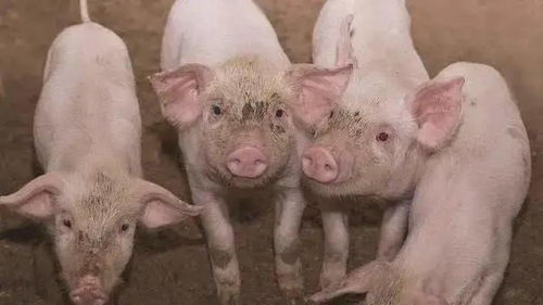 生猪免疫，每周一次