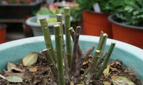 修剪与施肥，助力生根